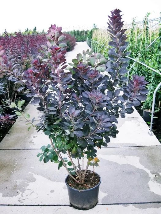 скумпия ‘atropurpureum’ kochati