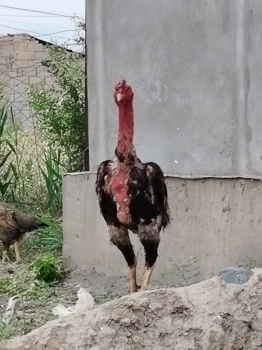 Дакан петух кореец