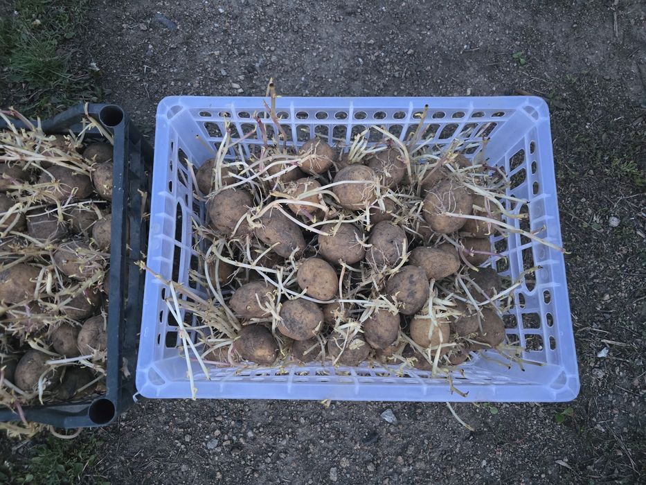 Продам семянной картофель