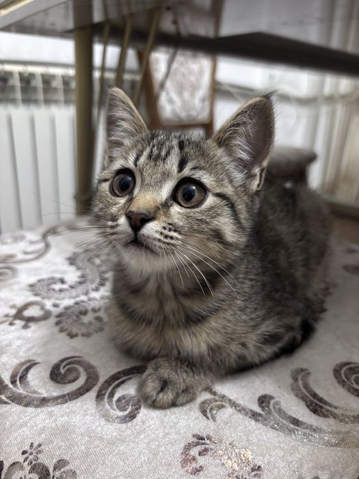 Котенок (девочка) в добрые руки