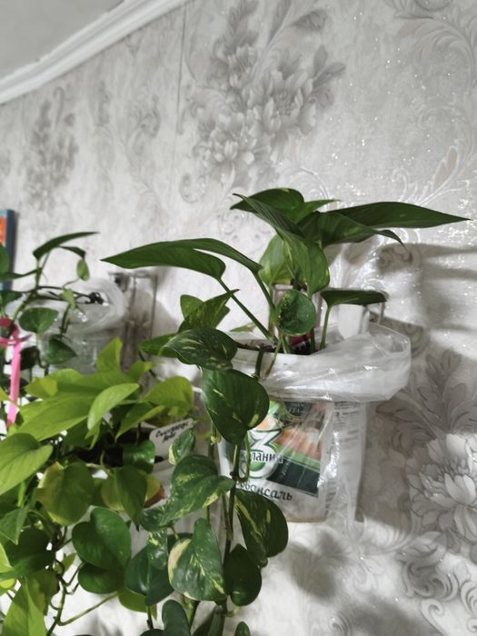 Цветы продам цветы