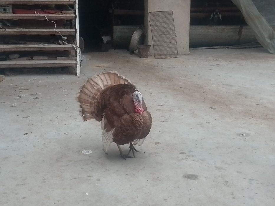 Kurkalar sotiladi 4ta moda 4ta xurozi narxi  400 modalari 500 narlari