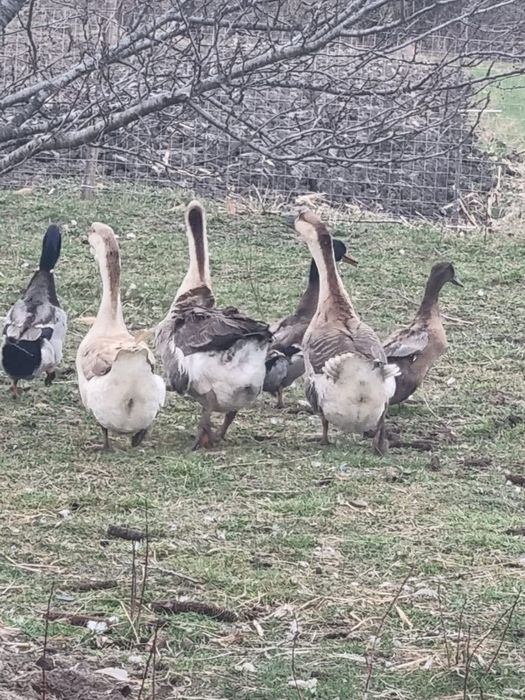 Rațe și gâște de vânzare