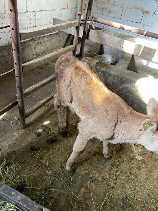 Продам корову с теленком