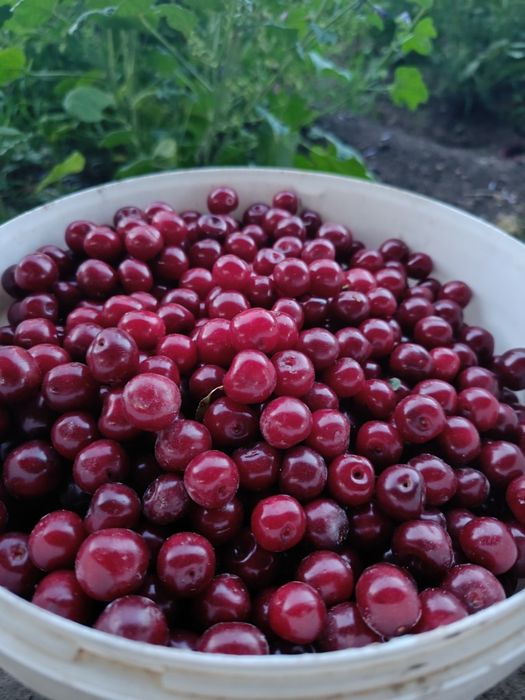 Продам дачу на ПК Автообъединение