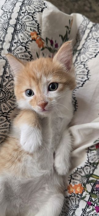 Ищет дом котёнок (девочка)
