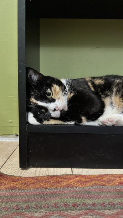 Кошку только в добрые руки