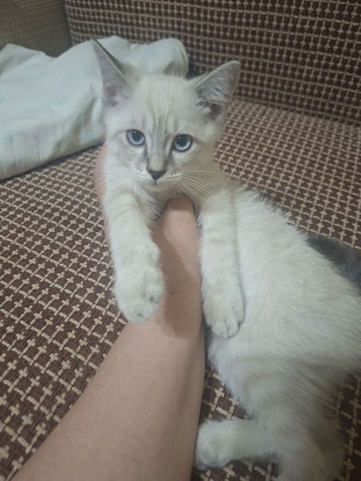 Домашние котята в заботливые,ласковые руки.
