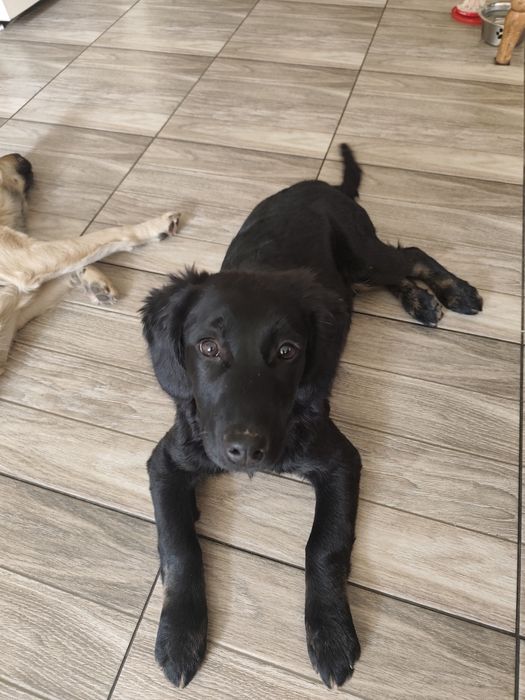 Отдам в хорошие руки