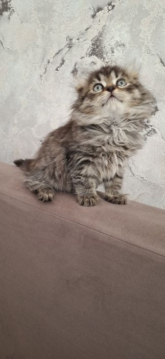 Шотландский мальчик хайленд фолд