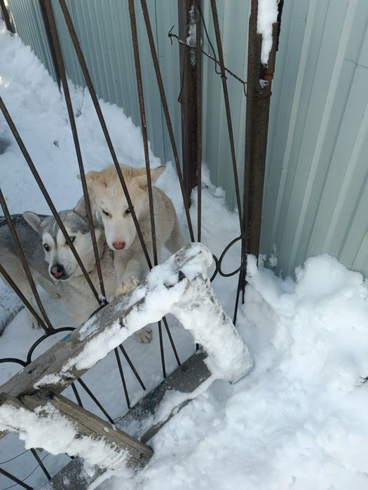 Отдам собачку полгода