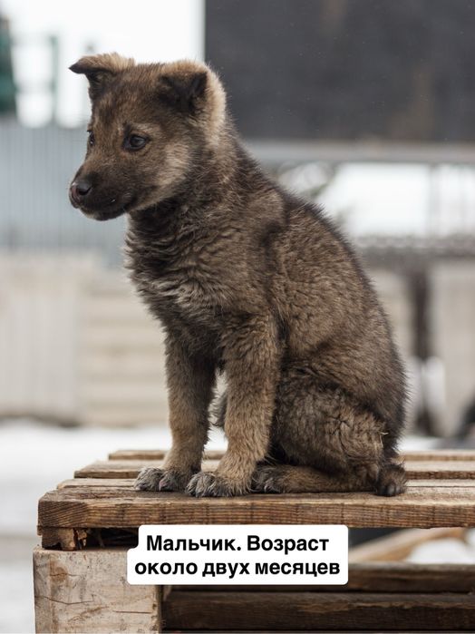 Дарим щенка