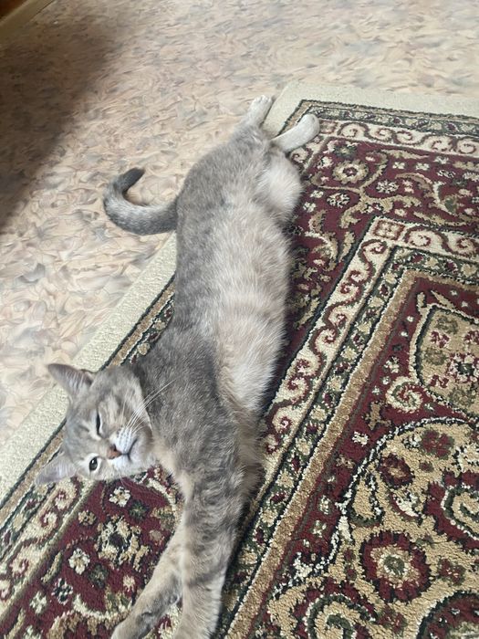 Пропал кот Юго-Запад 1, Актобе