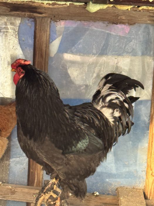 Продаеться петух красивый