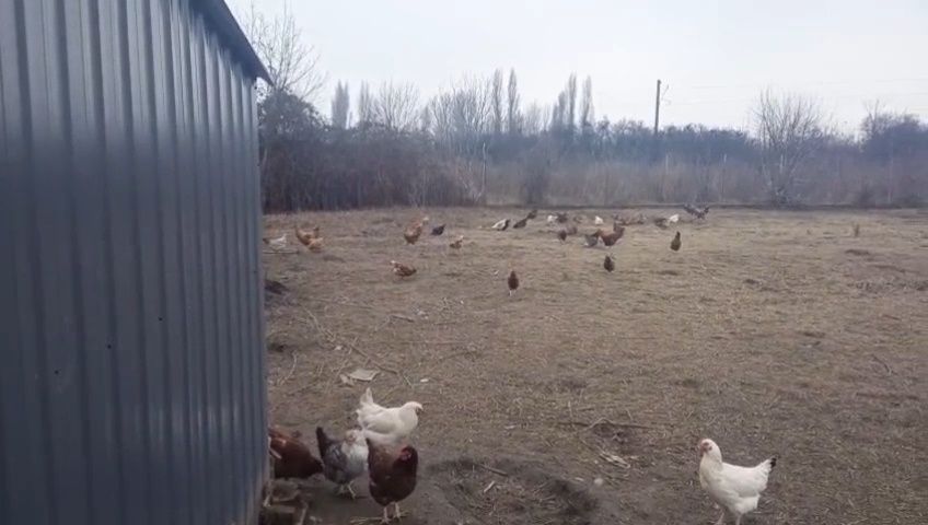 Vând oua de gaina proaspete de la tara