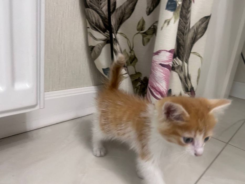 Котенок, 3-4 недели