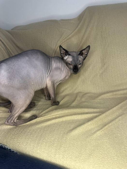 Канадски сфинкс женска кастрирана на 2.5 години