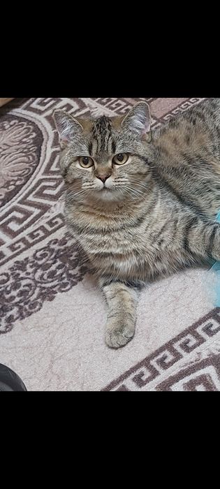 Отдам кошечку в хорошие руки.