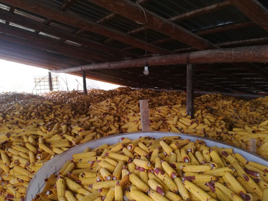 Vand porumb boabe/stiulete,recolta 2025.