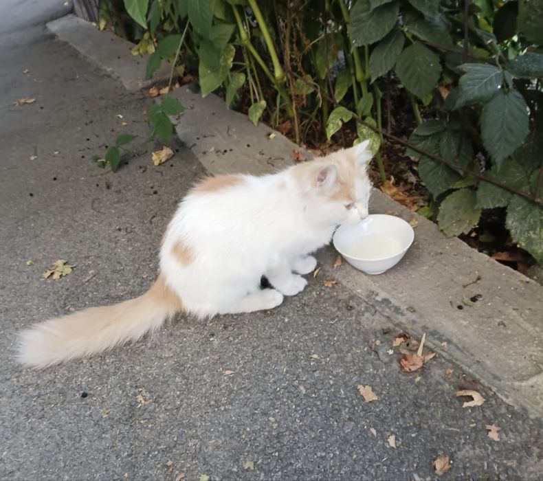 Отдам котёнка в добрые руки