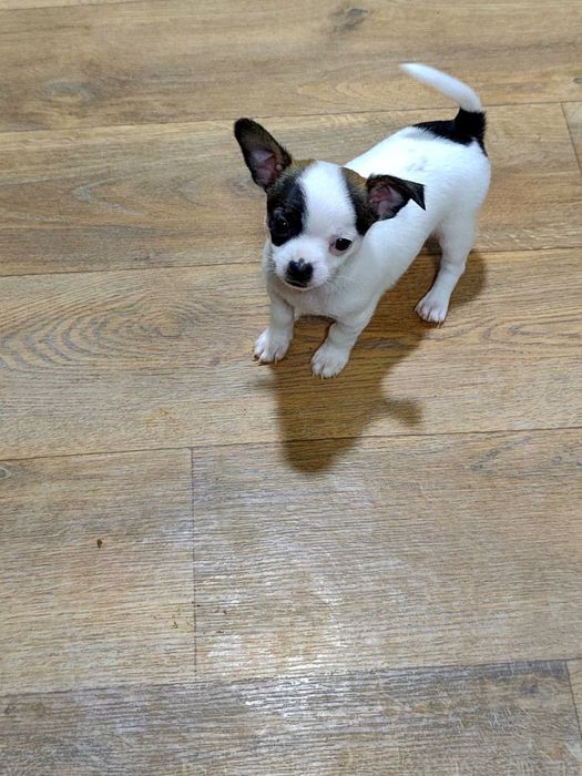 Продаются ЧихуаХуа