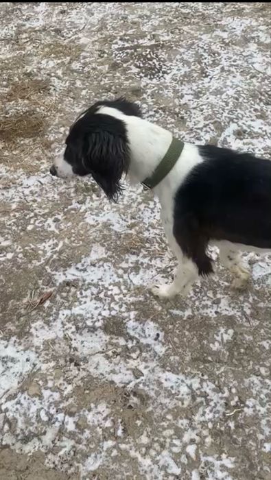 Қазақы тазы сатылады