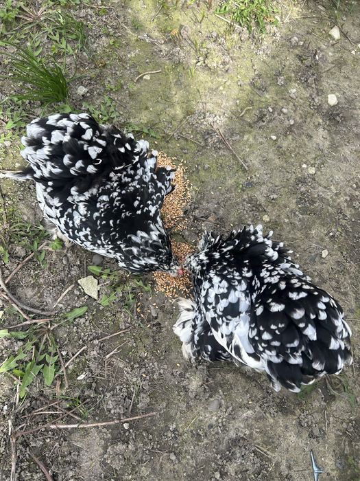 Gaini cochinchina pitic