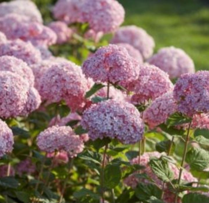 Гортензии продаю древовидные