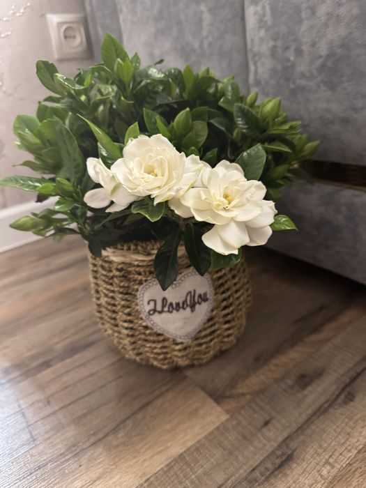 Гардения  многолетняя