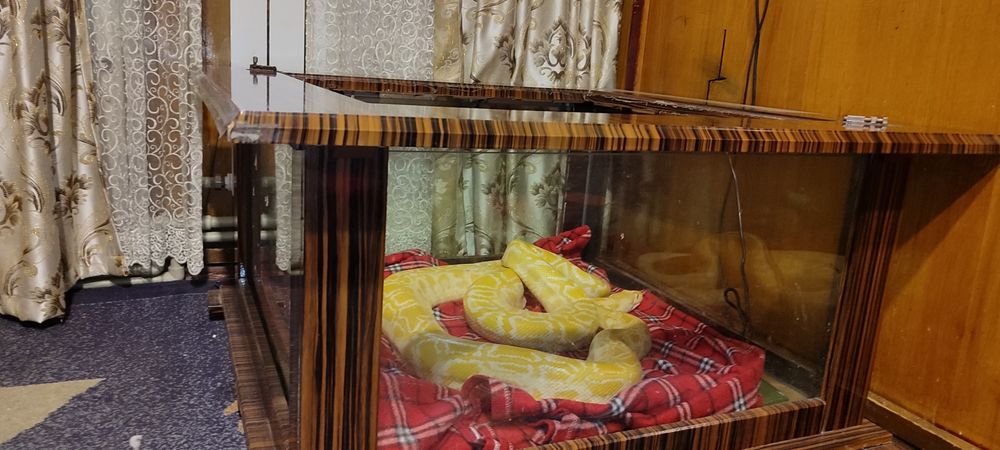 Тигровый питон с террариумом