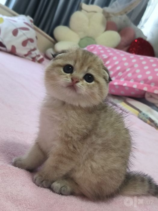 Котята чистокровные