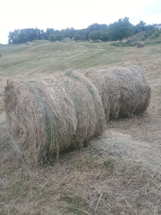 Băloți rotunzi de fan