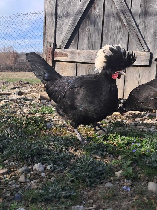 Oua cu precomanda Motata Olandeza