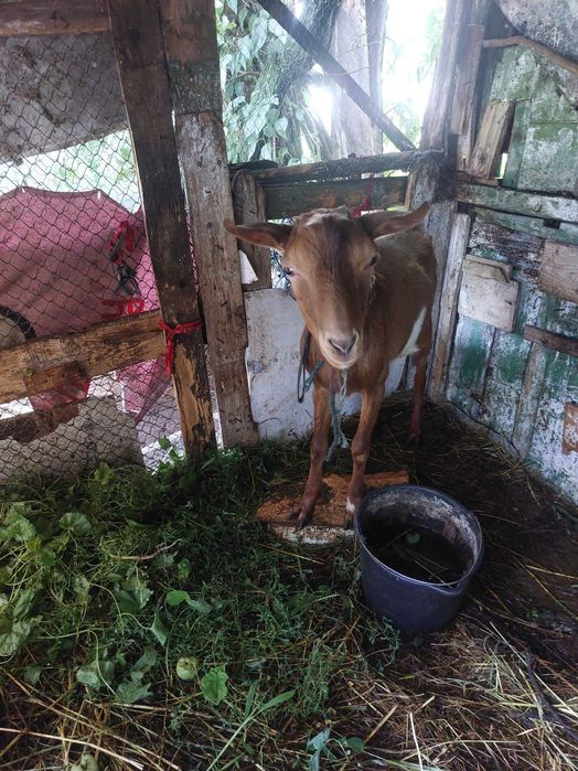 Vand capra si tap urgent