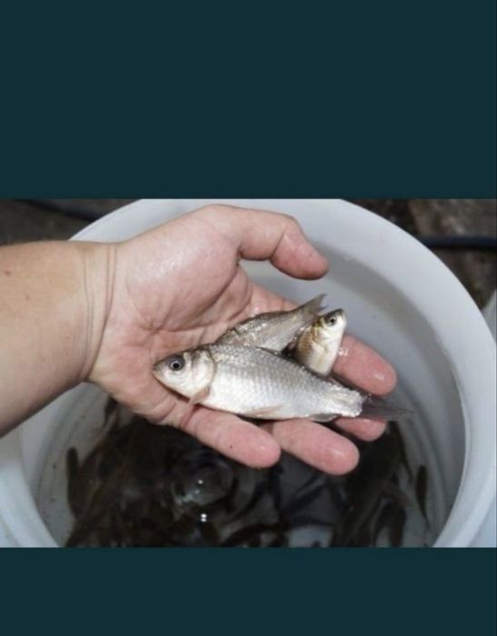 Живец плотва Пришахтинск