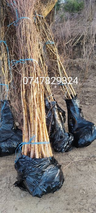 Puieți de mesteacăn