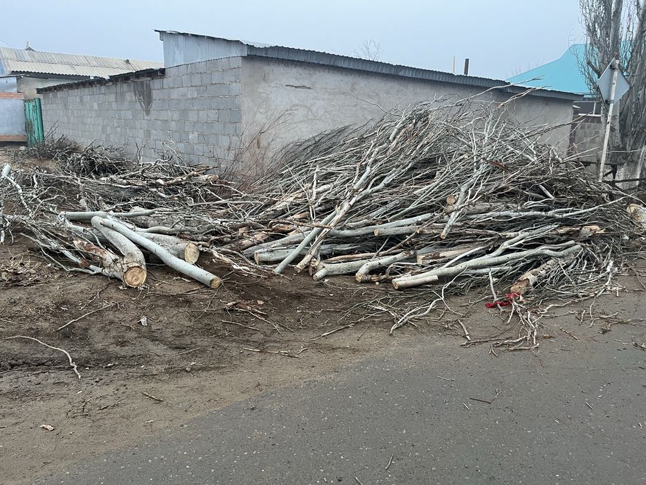 Тегін Отынға баняға ағаштар СРОЧНО