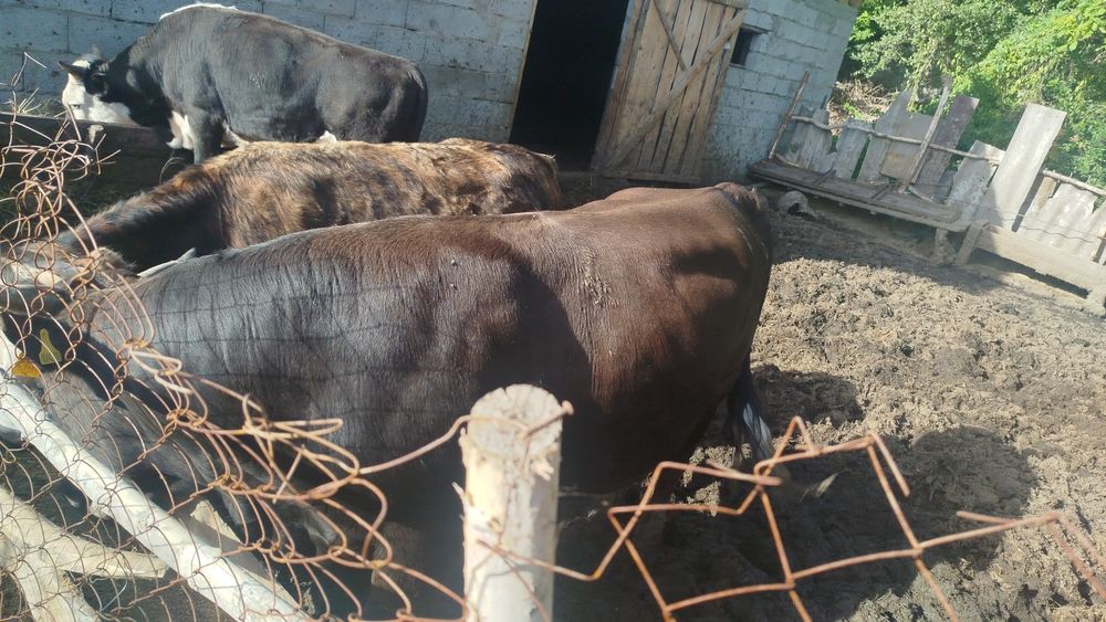 Продам быка год и семь