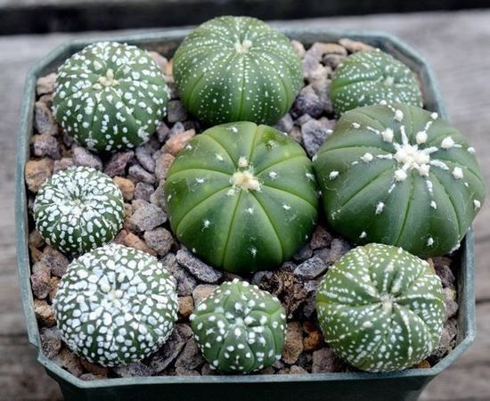 Коллекционные кактусы