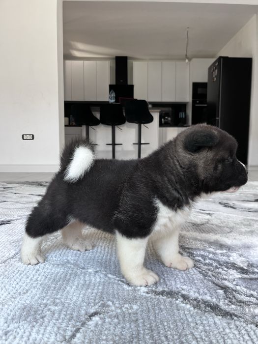 Akita american Mascul