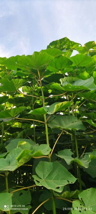 Pavloniya Gibrid 9501 nihollari,  павлония  koʻchatlari кўчати