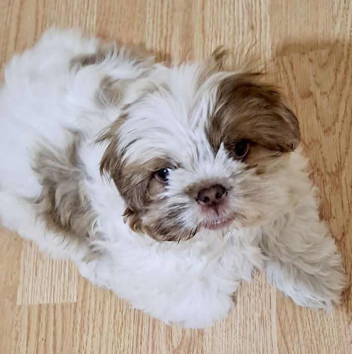 Вязка собак, Ши тцу,