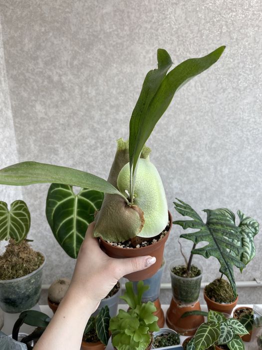 Папоротник платицериум бифуркатум