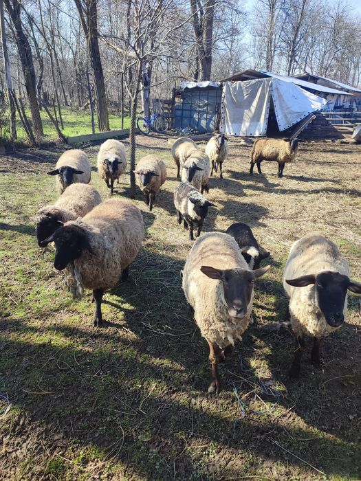 De vânzare oi rasa de carne