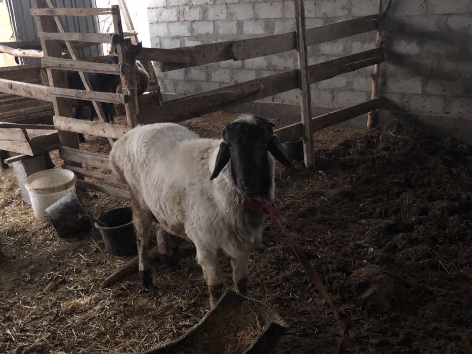 Yeb ichishiga garantiya uyni moli