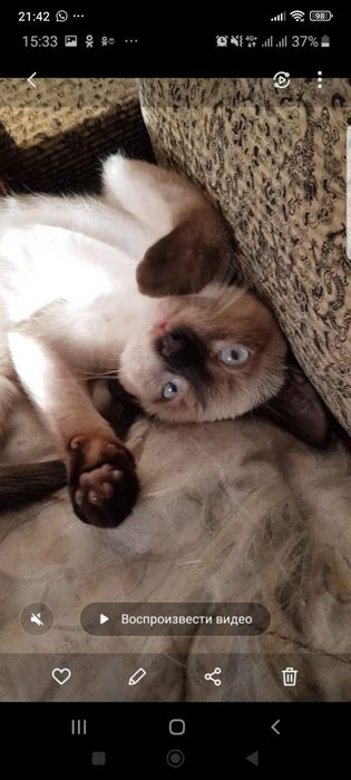 Отдам котенка в добрые руки