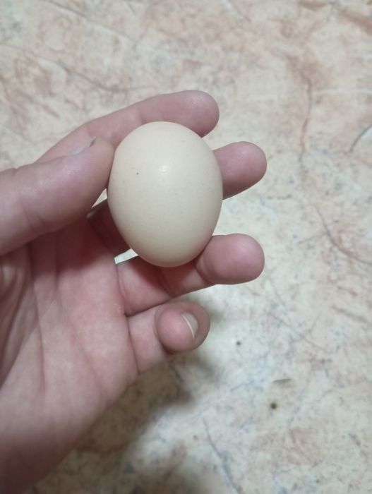 Продам домашнее яйцо
