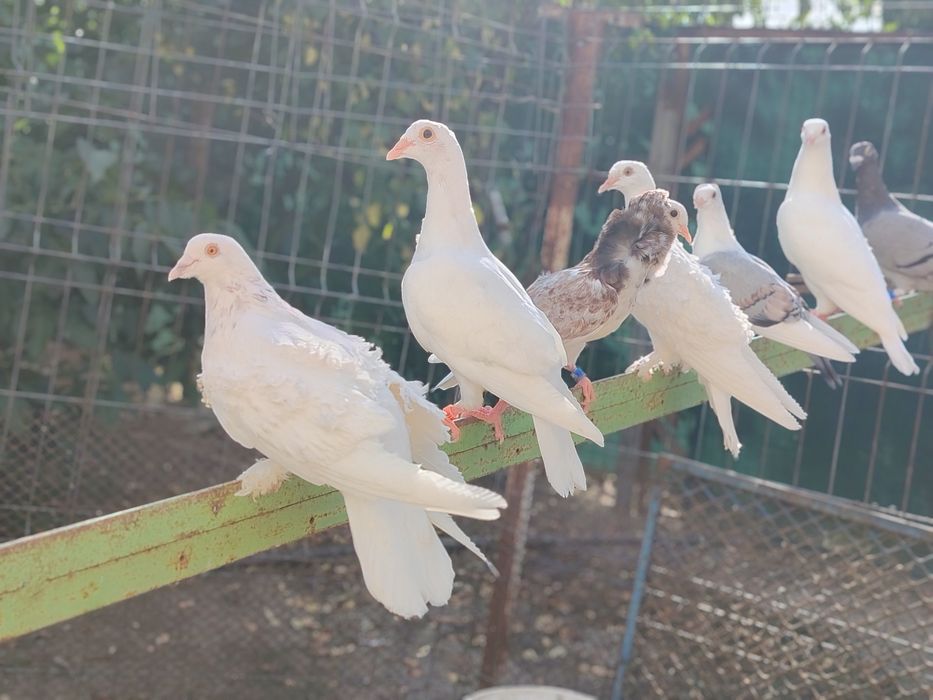 Desființez 12  porumbei creti maghiari pui și maturi