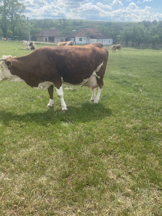 Vaca baltata romaneasca