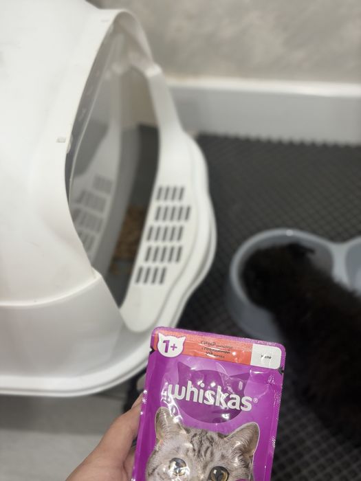 Кошка Домашная..